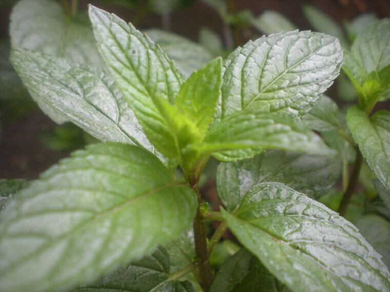 Peppermint Oil for Natural Alertness