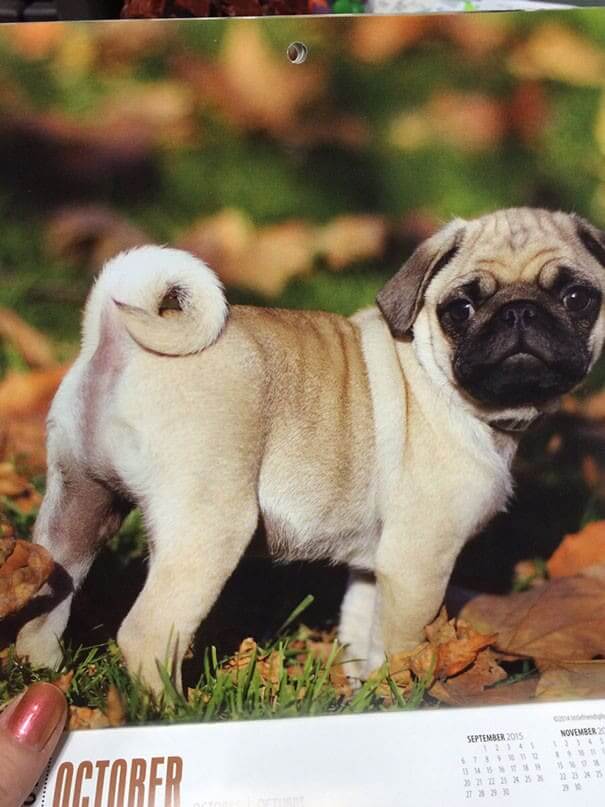 A Dog That Doesn't Poop