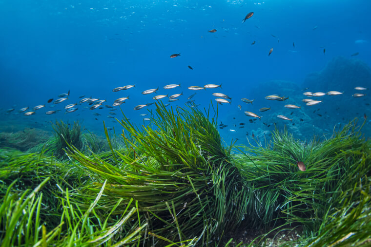 Seagrass Converts Carbon Dioxide To Oxygen 8 Times Faster Than A Forest