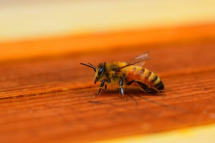 Honeybees Might Be The Cure For Cancer