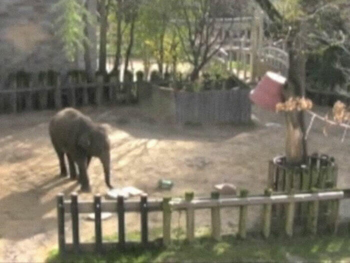 Elephants Are Very Gentle, Even With Their Funerals
