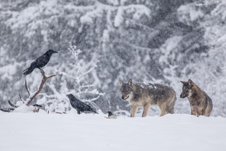 Ravens And Wolves Have An Interesting Friendship