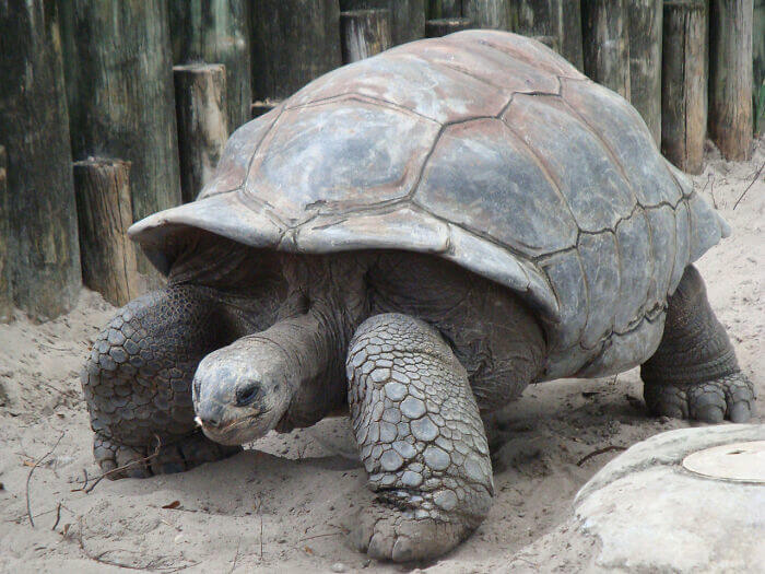 This Species Of Giant Tortoise Was Thought To Be Extinct, But It Was Discovered Again In 2019
