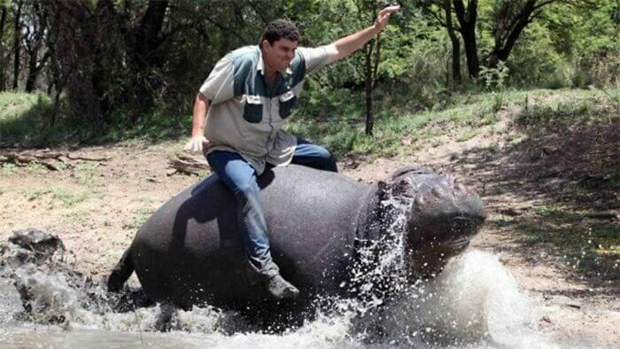 The Number One Reason Why Hippos Aren't Pets