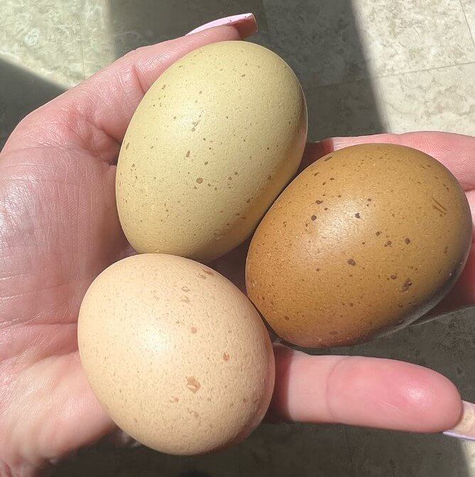 Use Farm Fresh Eggs for Fresher Bakes