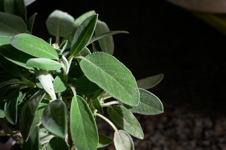 Clean Your Living or Fake Plants