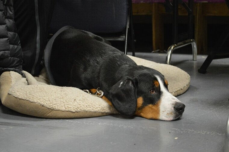 Remove Annoying Pet Hair