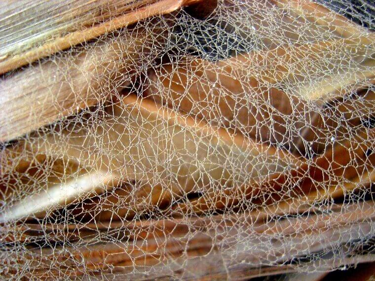 Cleaning Cobwebs in High Corners