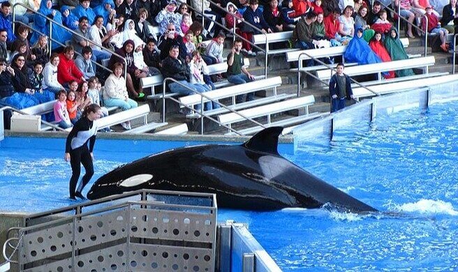 The SeaWorld Orca Who Took a Life Two Months Prior