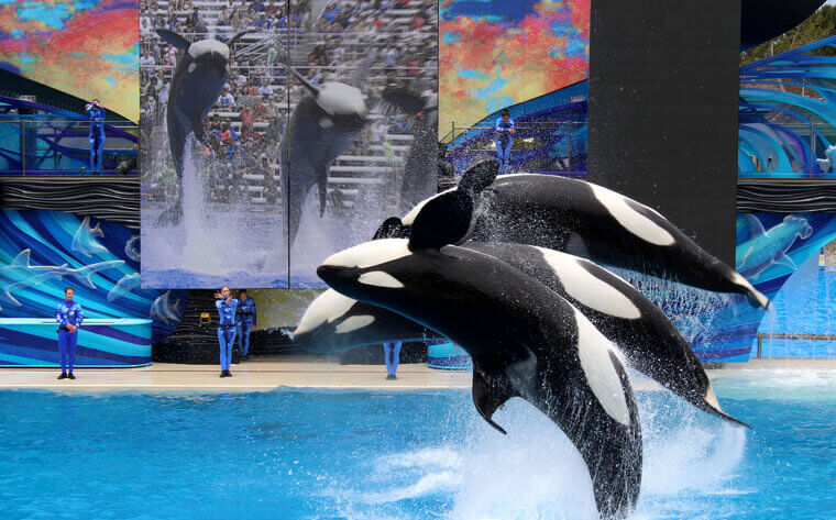SeaWorld Announced That They Were Ending Orca Shows Entirely