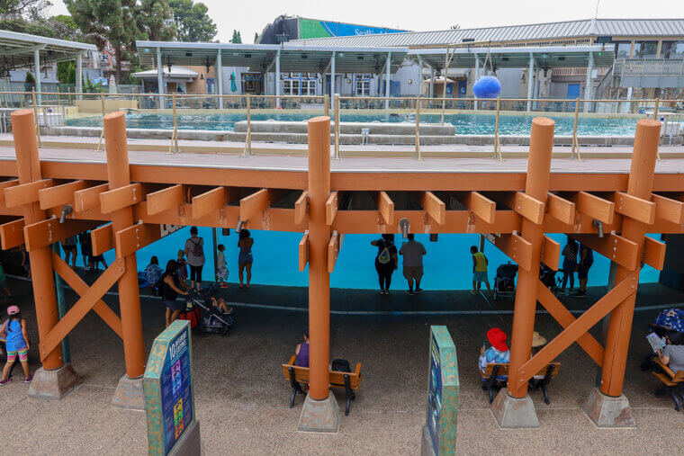 The Public Advocated for the Release of the Orcas