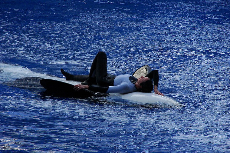 A Third Person Lost Their Life Because of Tilikum