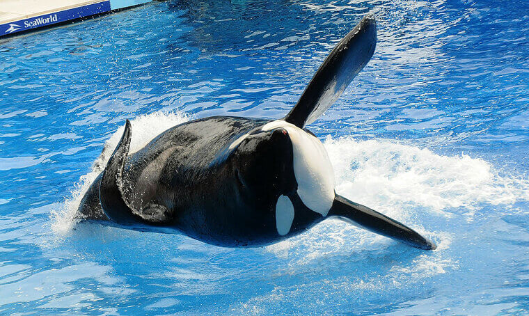 SeaWorld Convinced Iceland to Hand Tilikum Over to Them