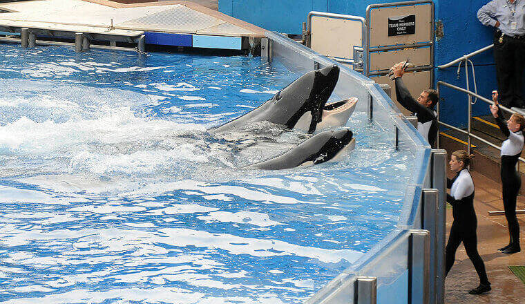 SeaWorld Faced More Than One Fine for the Incident