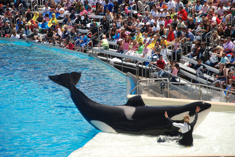 Controversy Surrounding Brancheau's Ponytail