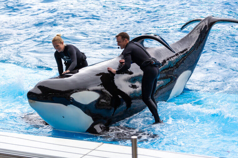 Brancheau's Connection to Tilikum the Orca