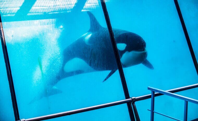 Attempting to Enforce the Release of Captive Orcas Through Legislation
