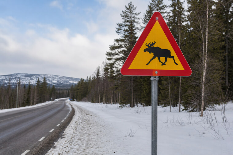Sweden's Moose Crash Test Dummy Warning Signs