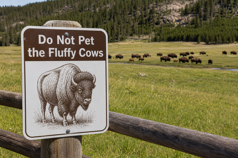 Yellowstone's "Do Not Pet the Fluffy Cows" Bison Warning