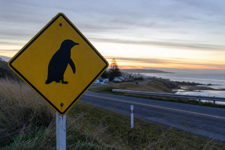 The New Zealand Road Sign Warning of Penguins Crossing