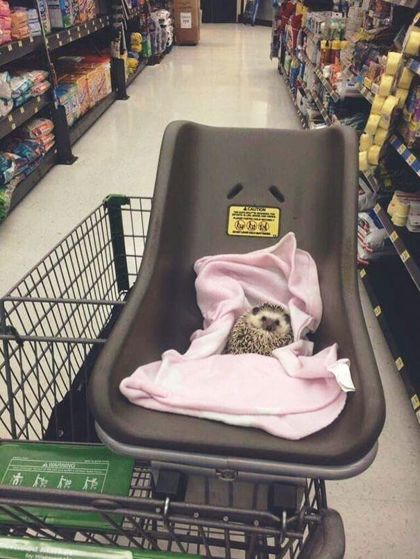 What Kind Of Baby Is That?
