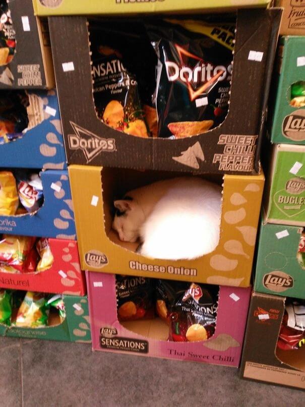 Sour Cat And Onion Chips...The Latest Flavor