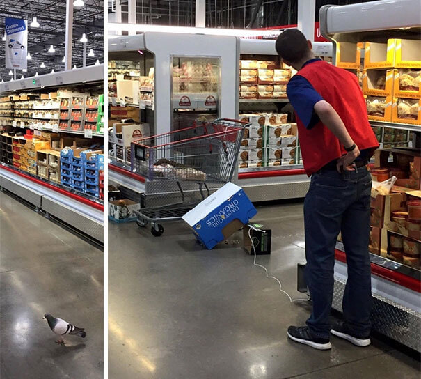 Costco Employee Vs. Pigeon