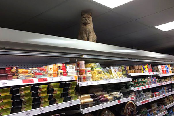 "Try To Get Something From This Shelf...I Dare You."