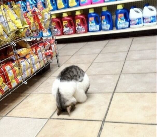 Praying To The Snack Gods