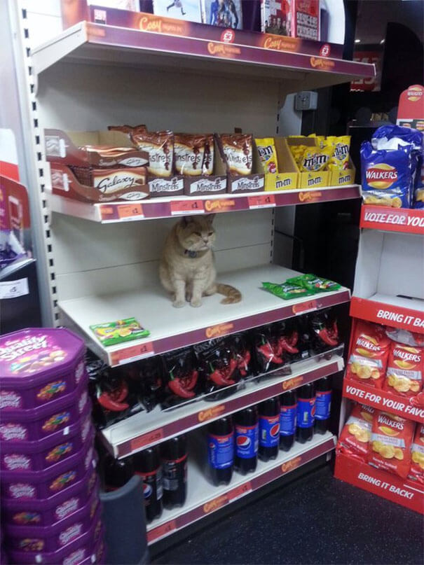 The Security At This Store Couldn't Get The Cat Out