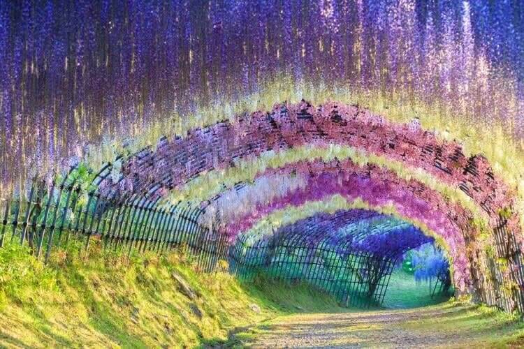 Wisteria Flower Tunnel, Japan