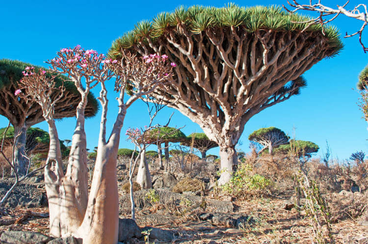Socotra, Yemen