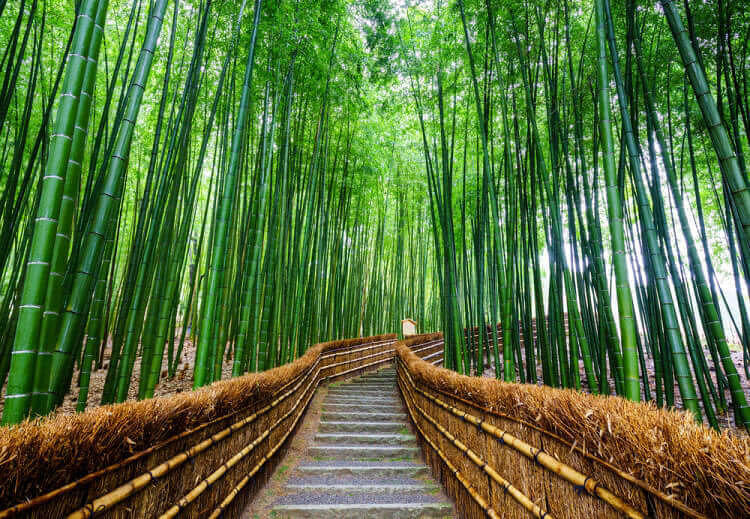 Bamboo Groves of Arashiyama, Japan