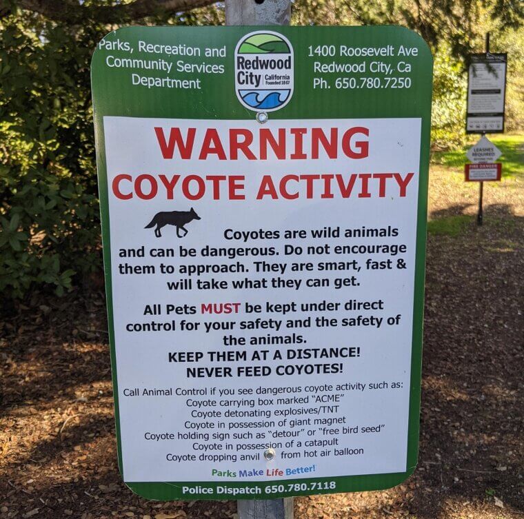 Watch Out for ACME Coyotes