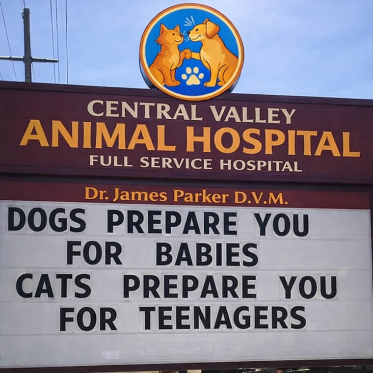 Cats Are Basically Teenagers
