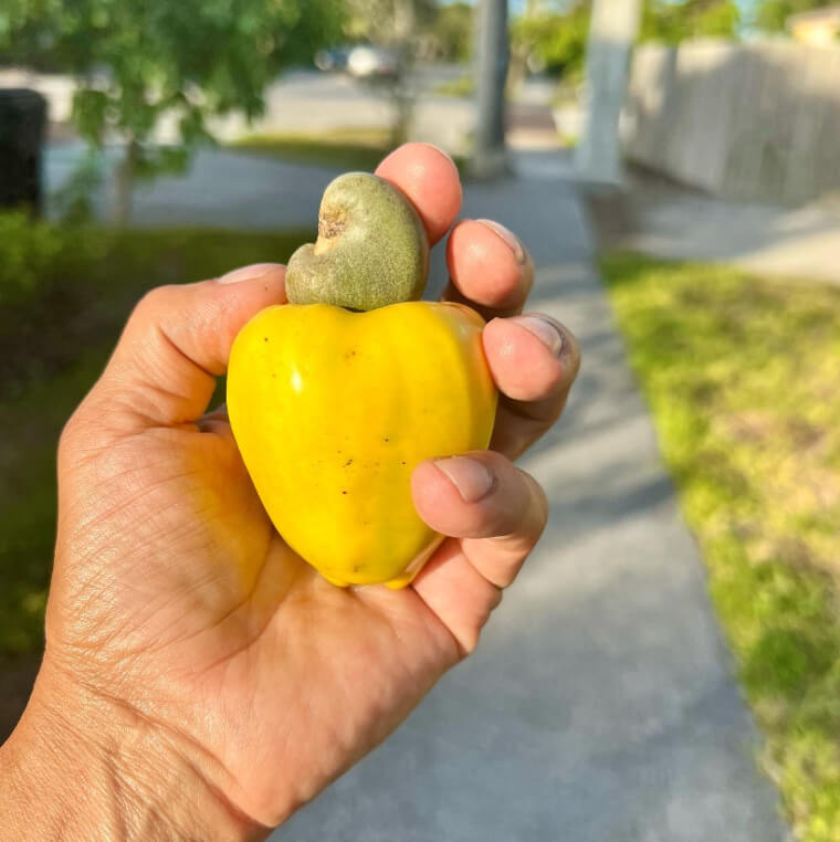 ¿Es una fruta, un fruto seco o ambos?