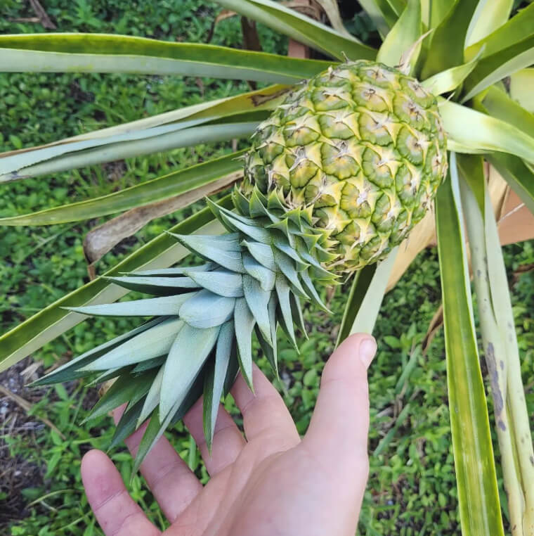 Esta debe ser la razón por la que las piñas se consideraban un lujo