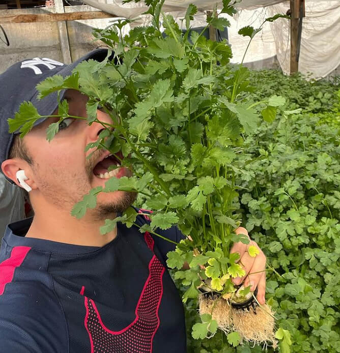 Esta es la razón por la que el cilantro sabe a jabón para algunas personas