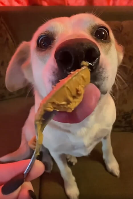 Nunca verás un tarro de mantequilla de cacahuate igual