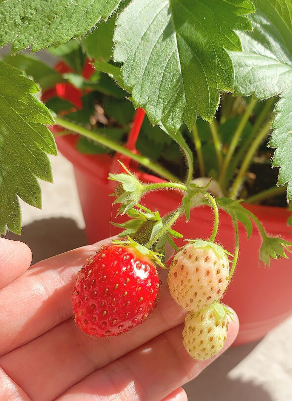 Tu baya favorita no es realmente una baya