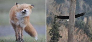 30+ Hilarious Wildlife Photos Captured At The Wrong Moment