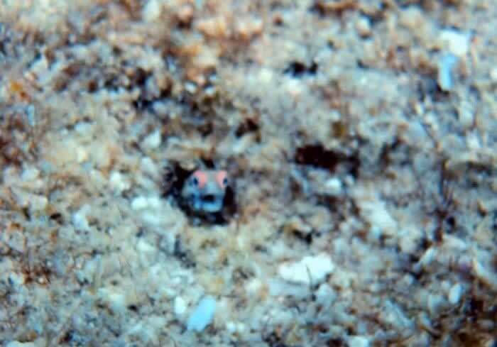 A Blurry, Screaming Fish