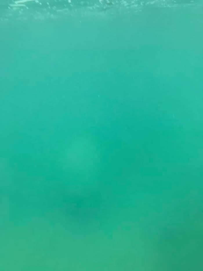 If You Couldn't Tell, It's A Manatee