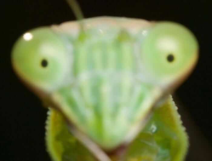 Praying Mantis In Your Face