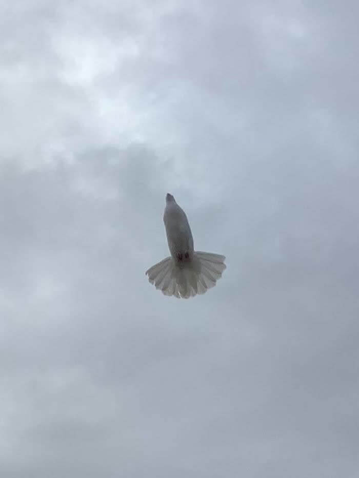 Spread Your Wings And Fly