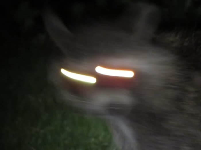 It's A Garbage Panda