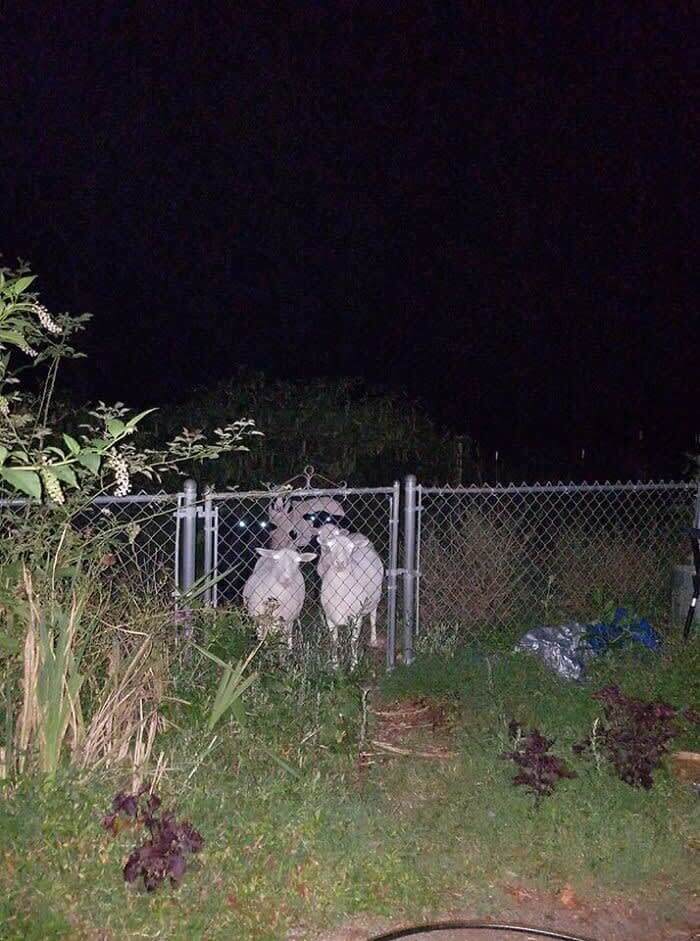Sheep Nightmare