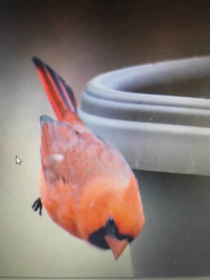 Error: Wing Malfunction