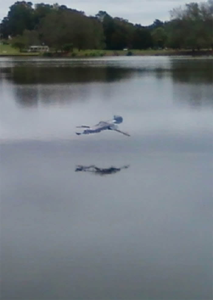 The Great Blue Heron