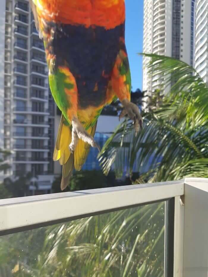 Fly Away, And Be Free